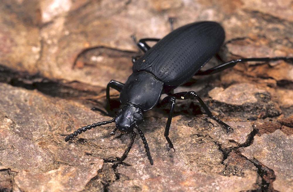 Birch bark beetle