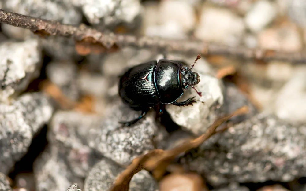 Sacred scarab beetle