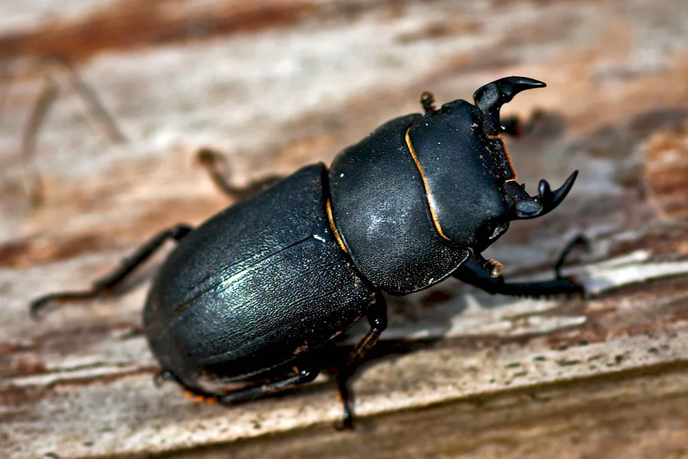 Black beetle black crustacean