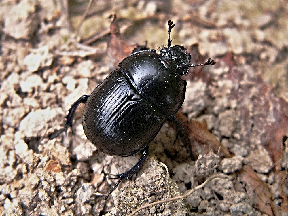 Black Frankavilla beetle