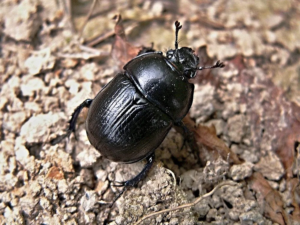 Flour beetle larvae