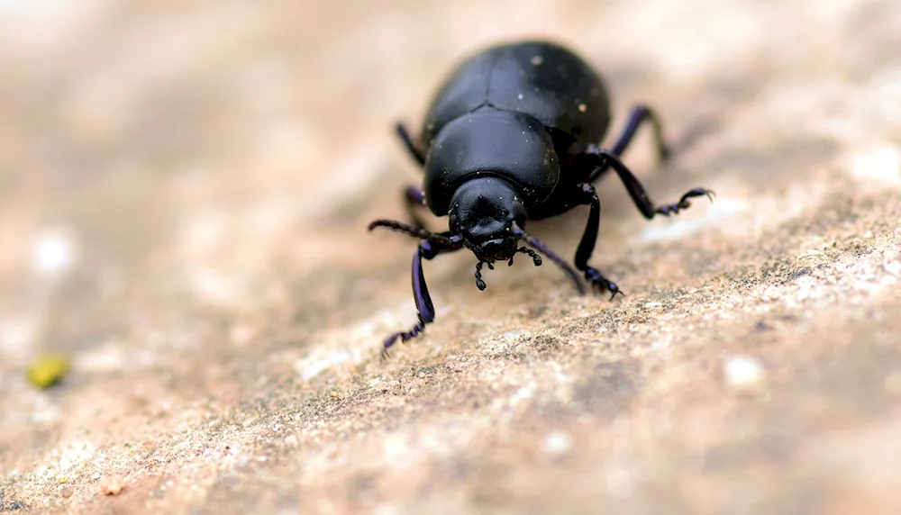 Black beetle black stiff-winged beetle