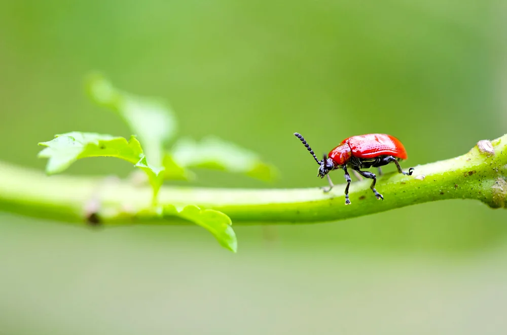 Cucumber beetle