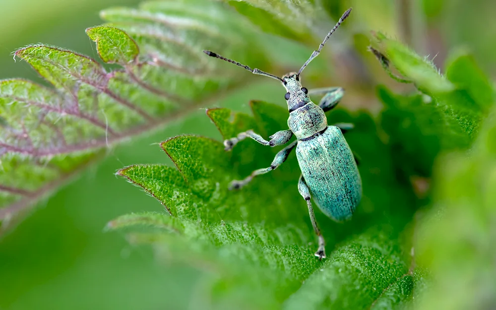 Mint beetle