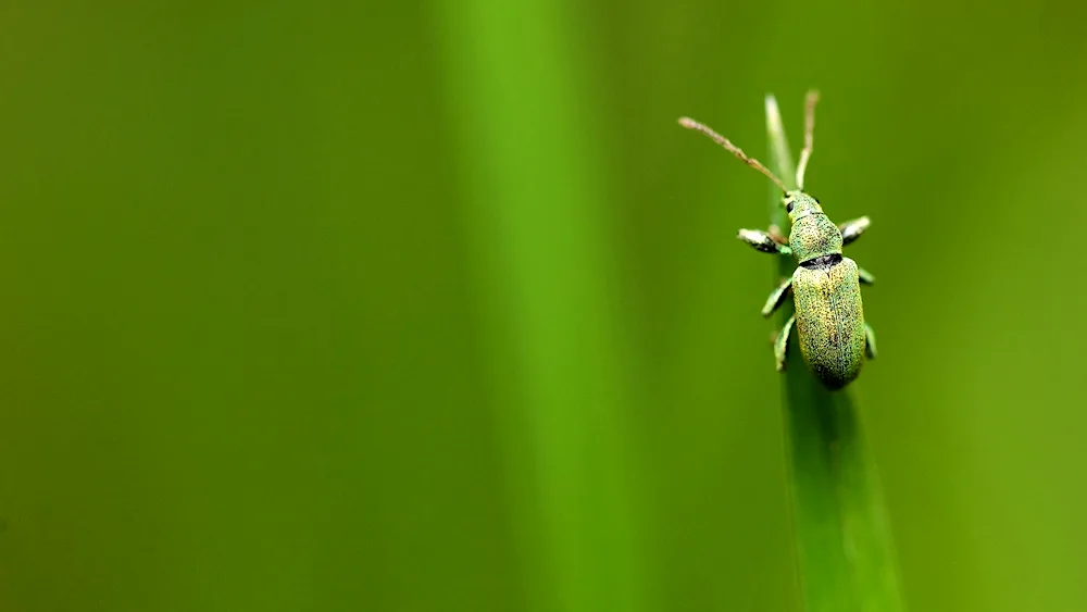 Macro beetle