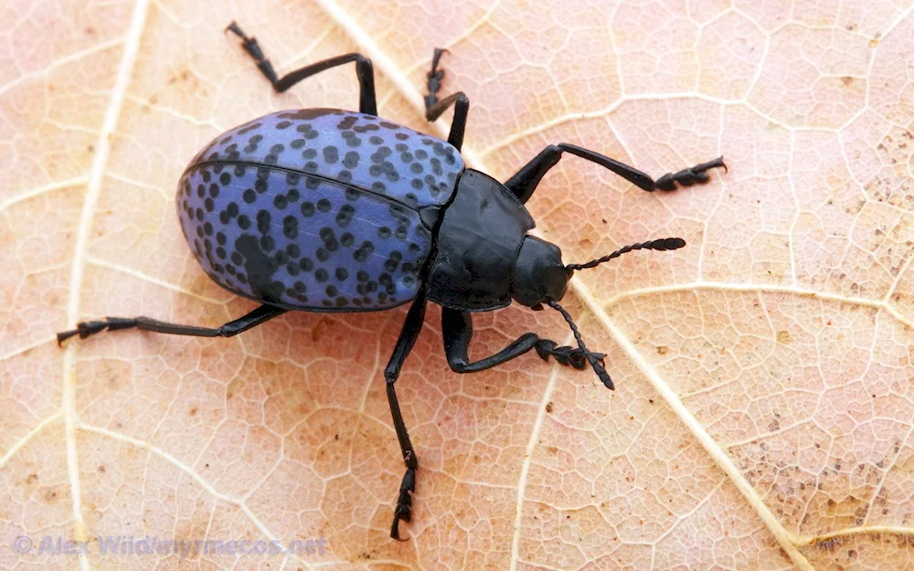 Black Horned Beetle