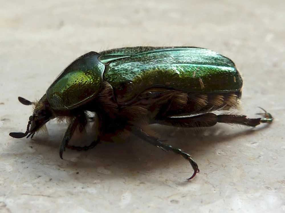 Garden pest beetle