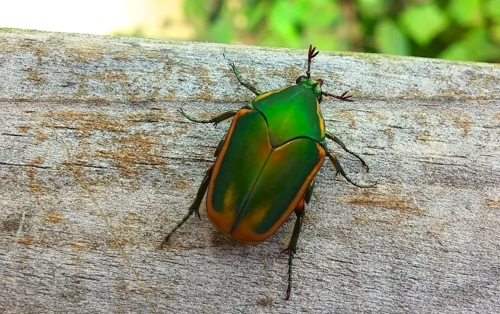 Goliath beetle bronze beetle