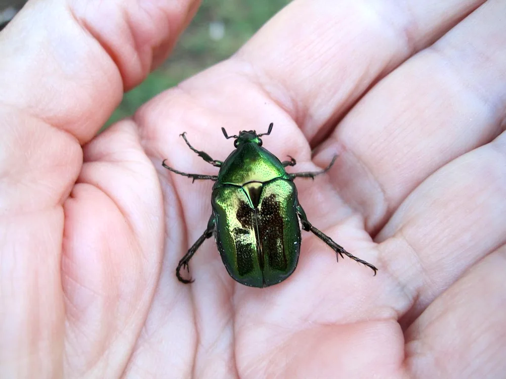 Carcanthus beetle