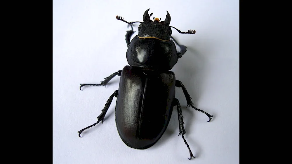 Black beetle