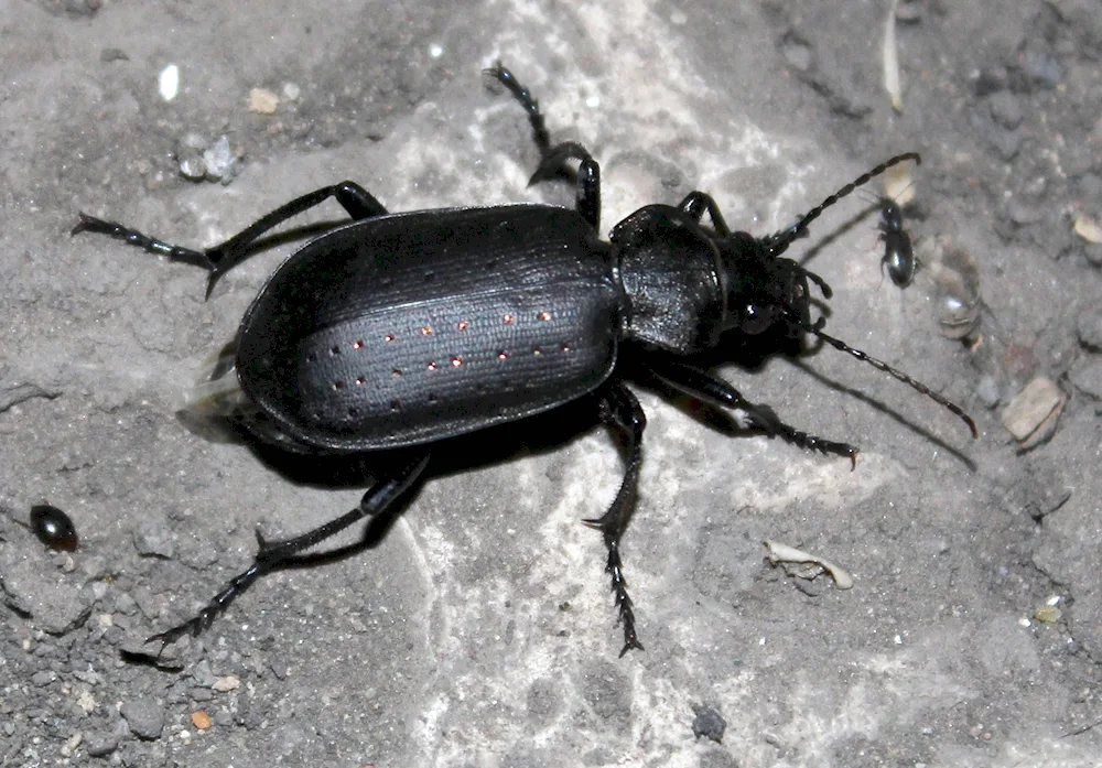 Black small beetle black crustacean