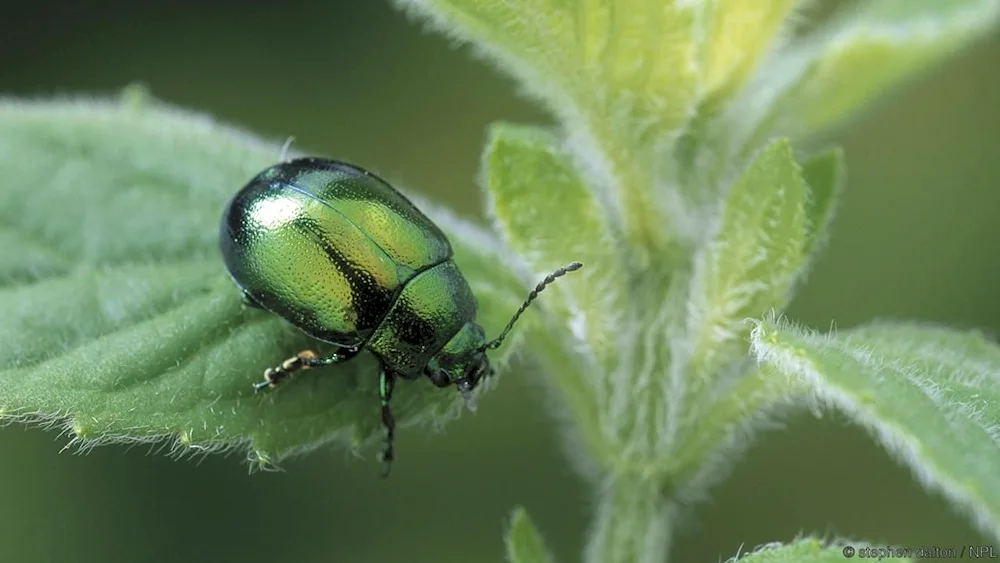 Green beetle