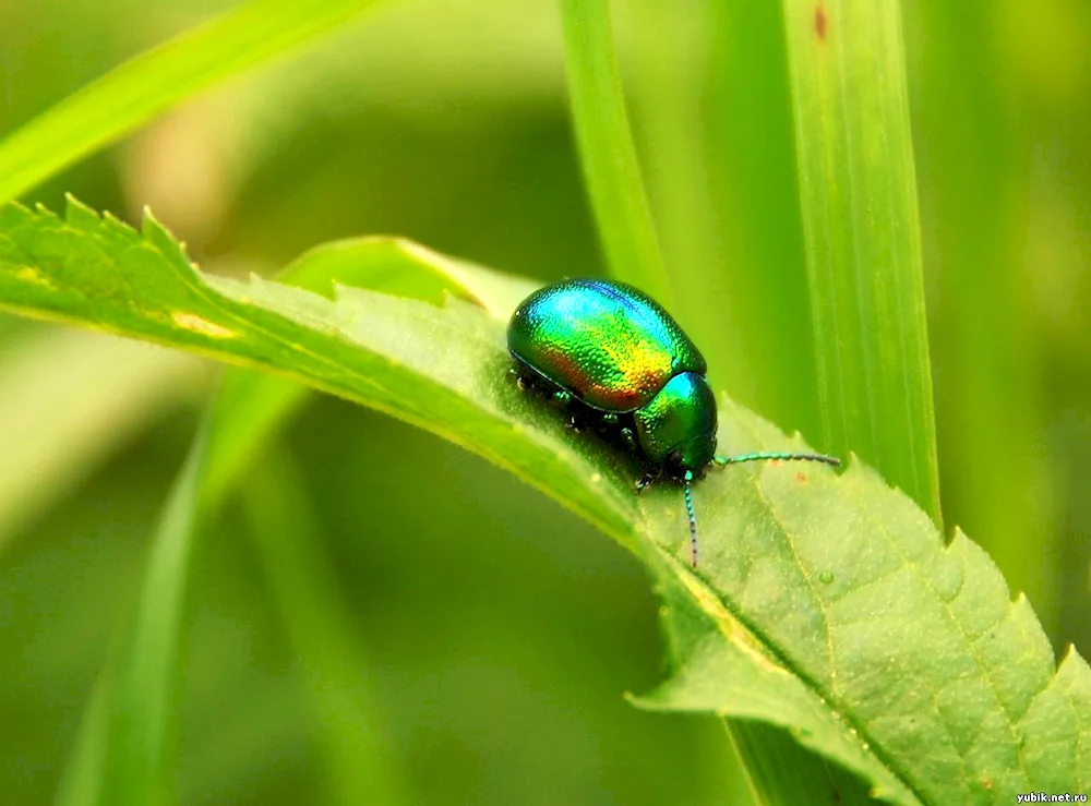 Red weevil