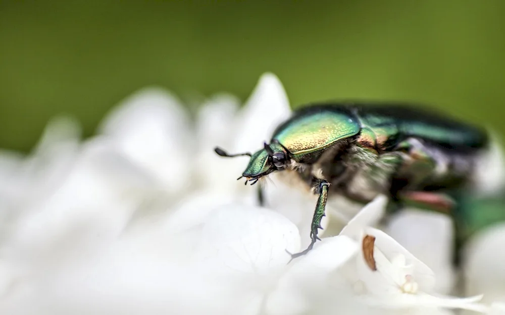 Brilliant weevil