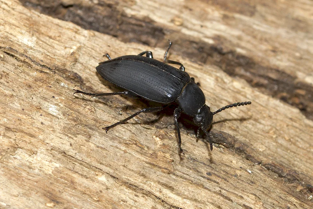 Francavilla beetle