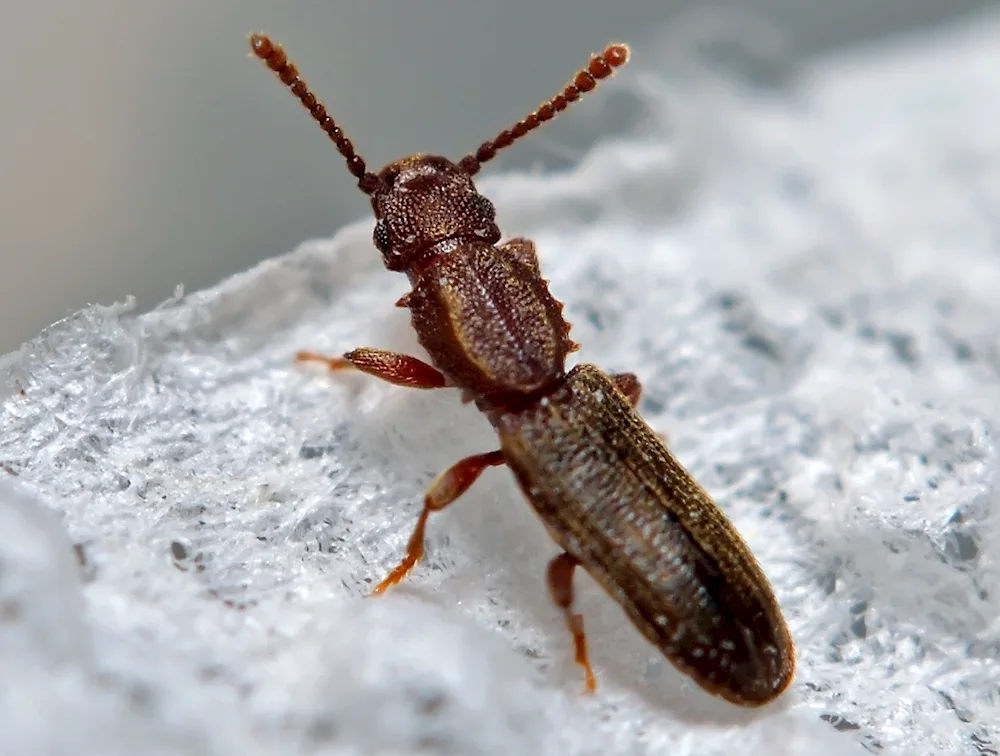 Black Mealybug