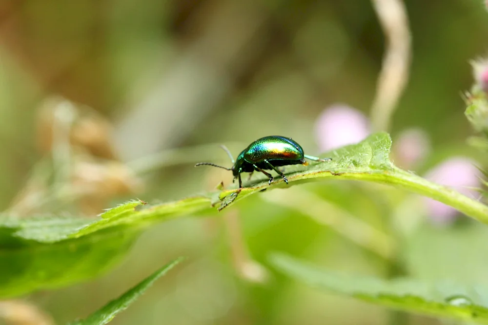 Green Dung Beetle Shiny beetle