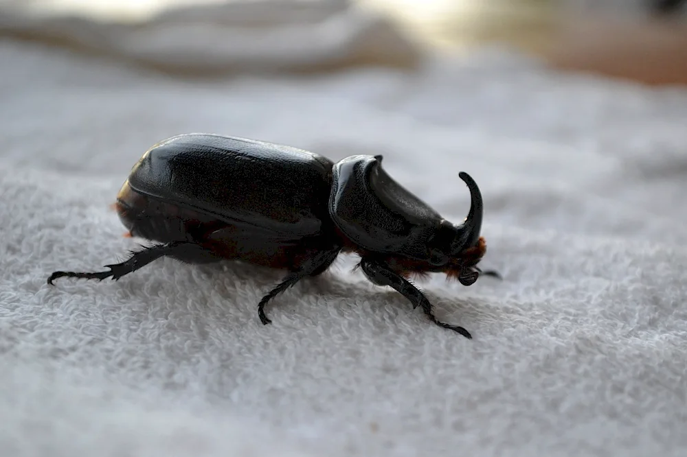 Short-eared moustache beetle