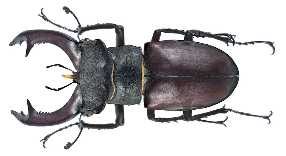 Rhinoceros beetle Lucanus Cervus