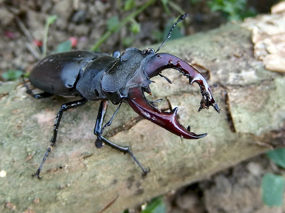 Deer Lucanus Cervus