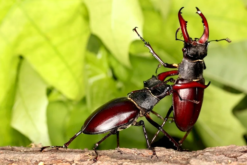 Beetle deer Lucanus Cervus