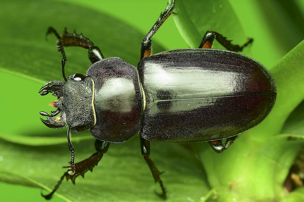 African bronze beetle