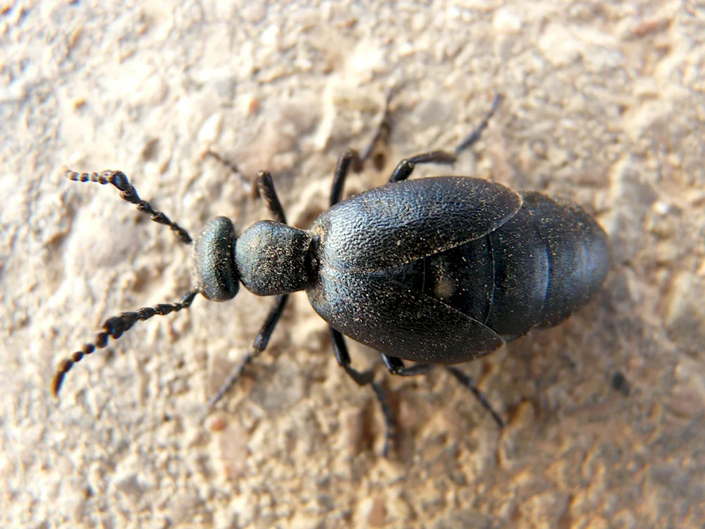 Black Beetle Strigunus beetle