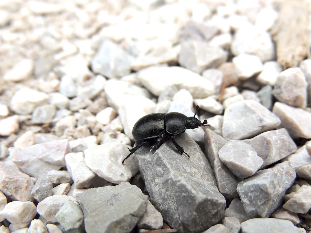 Black Ground Beetle