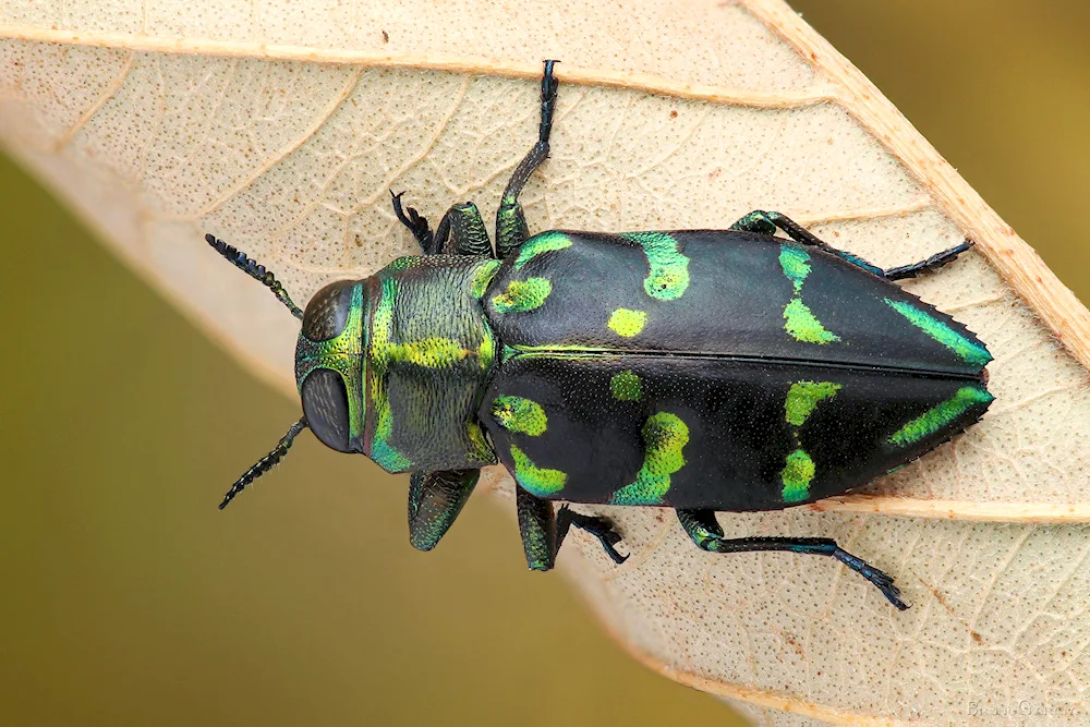 Rhinoceros beetle