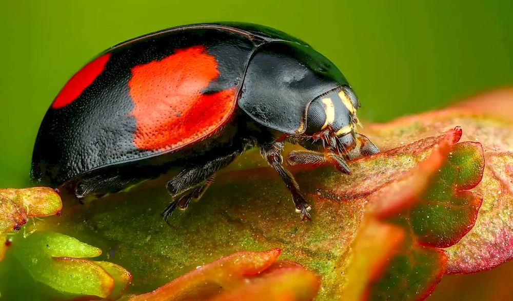 Black Mushroom Beetle