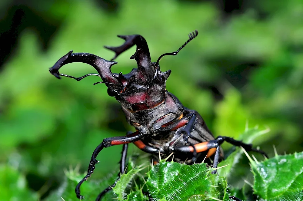 Deer Lucanus Cervus Deer Lucanus Cervus