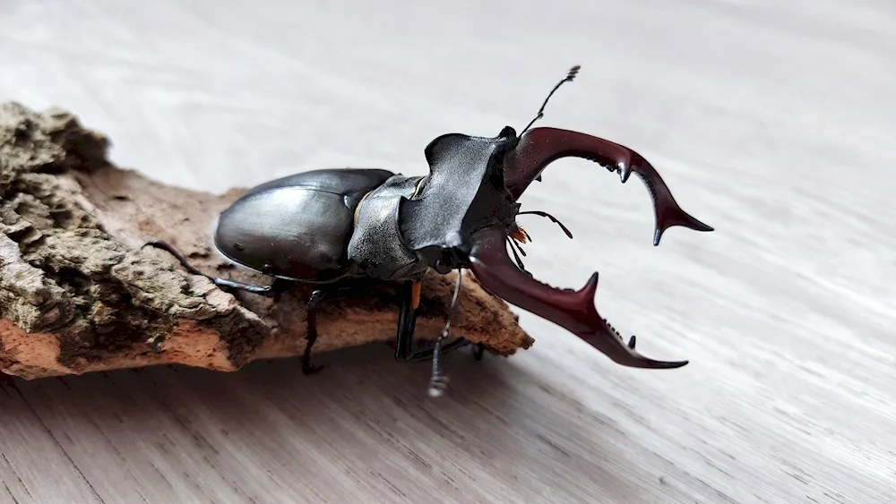 Beetle deer Lucanus Cervus