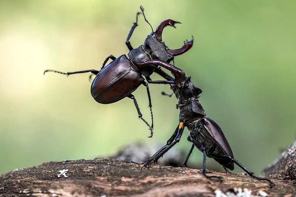 Rhinoceros beetle Duplak