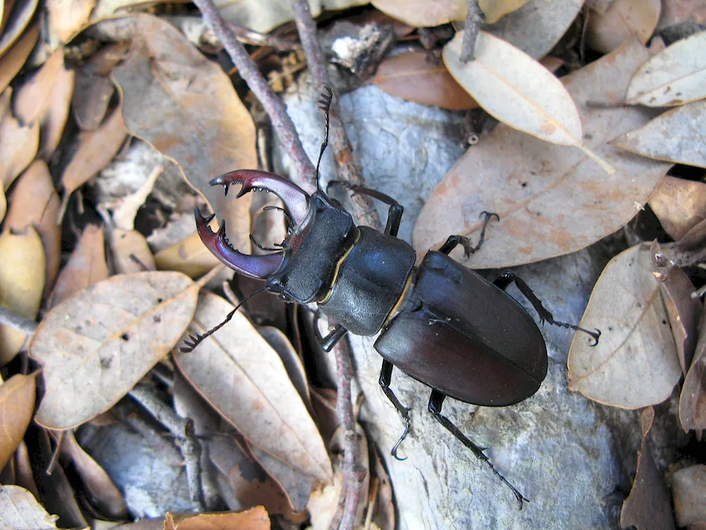 The Horned Beetle. Deer Lucanus Cervus