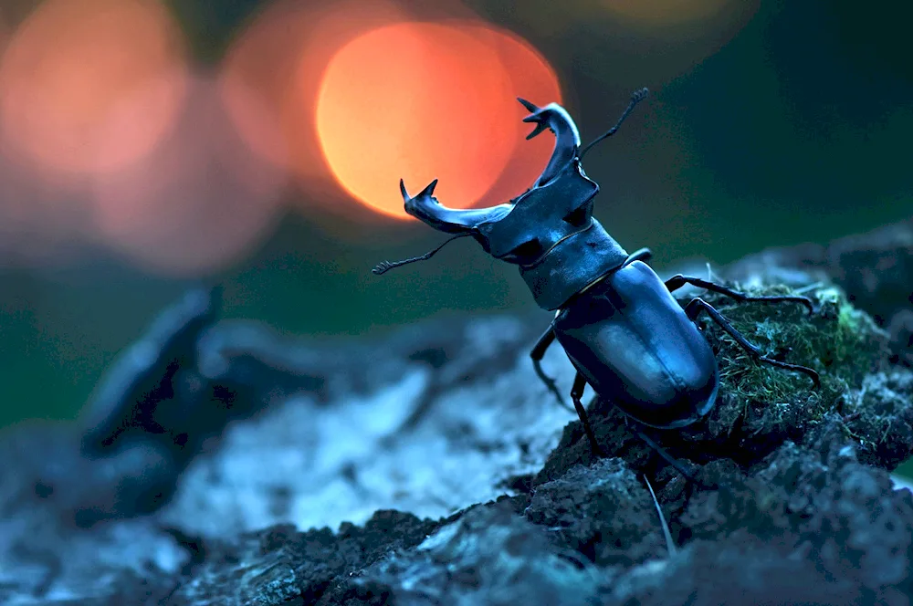 Deer Lucanus Cervus