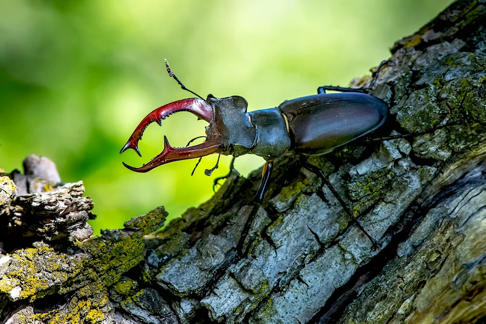 Deer Lucanus Cervus