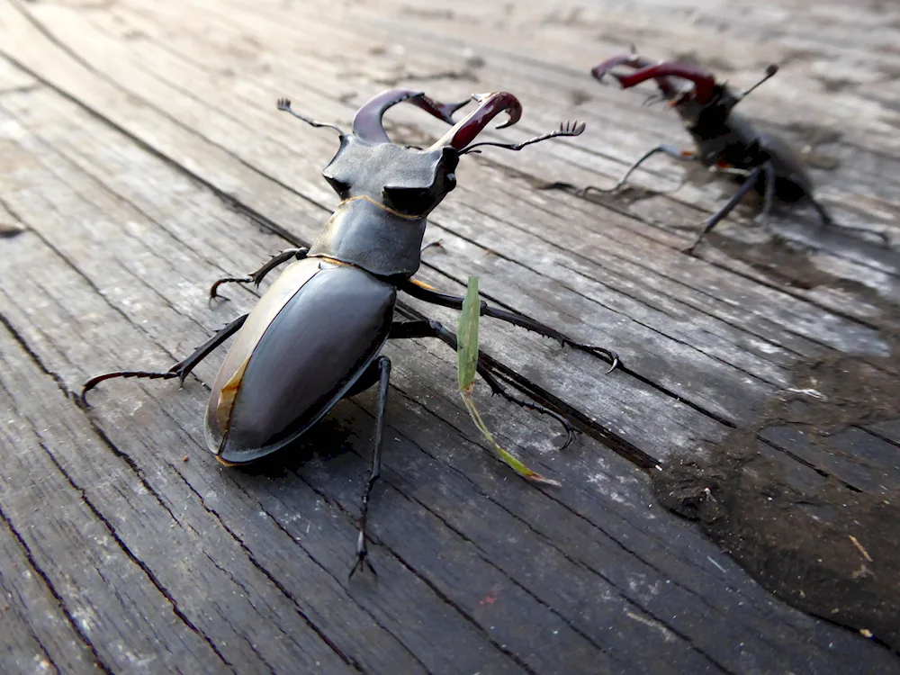 Deer Lucanus Cervus