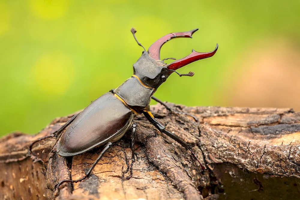 Deer Lucanus Cervus