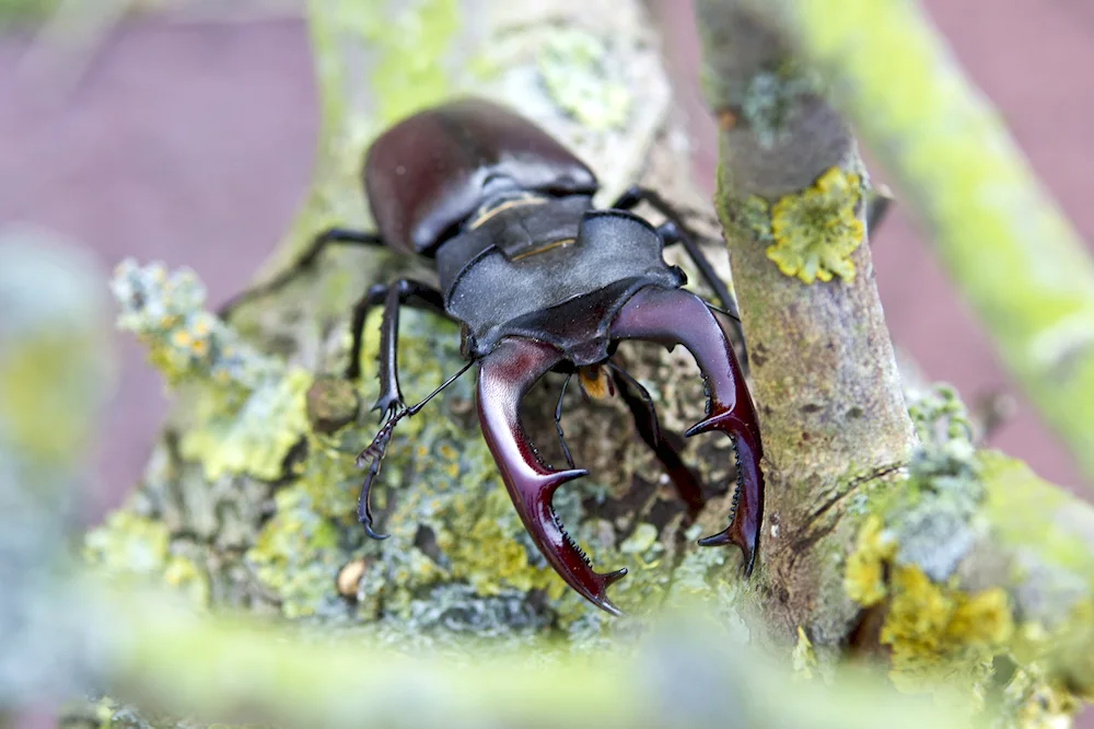 Deer Lucanus Cervus