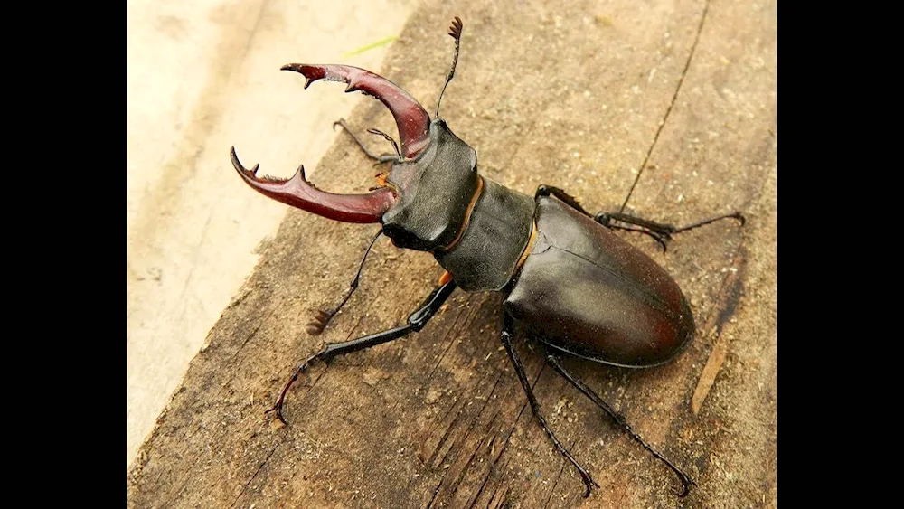 Deer Lucanus Cervus