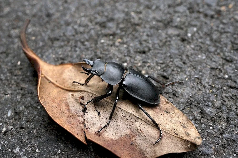 Little beetle Black Beetle