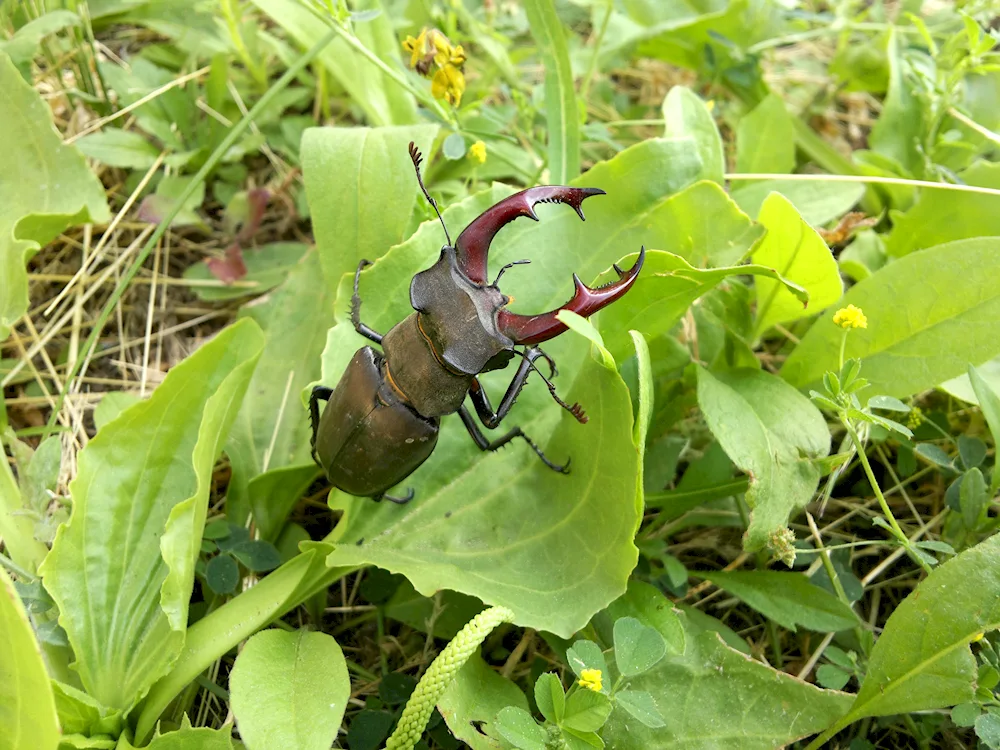 Deer Lucanus Cervus