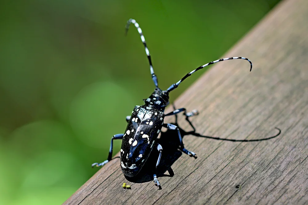 Panderus beetle