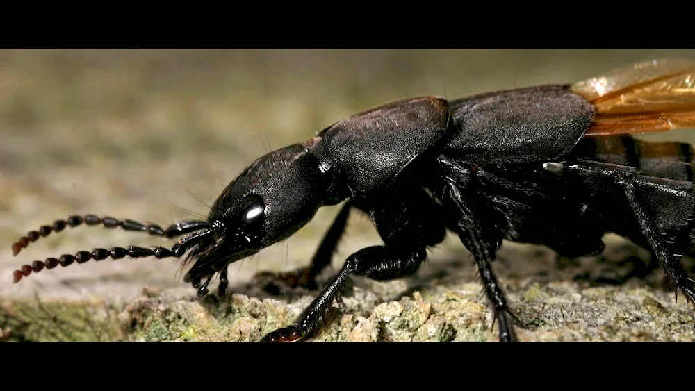 Megachile Pluto bee