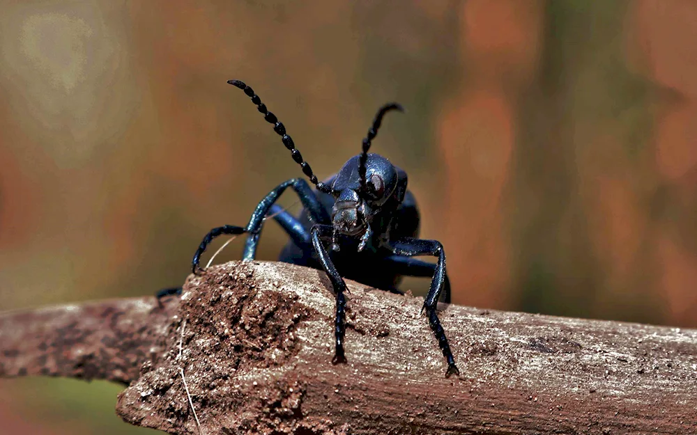 Carpenter beetle