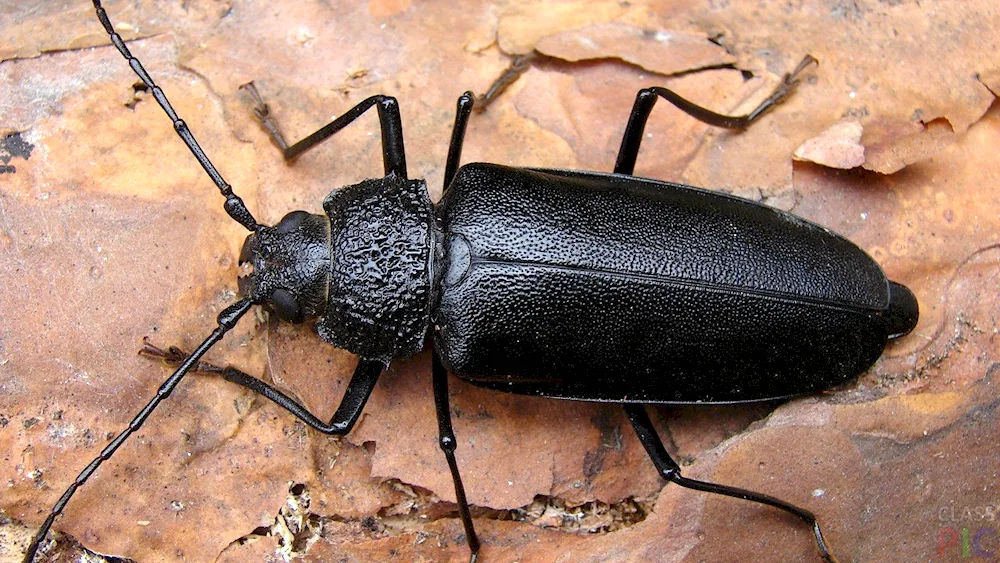 Black beetles Carpenter beetle