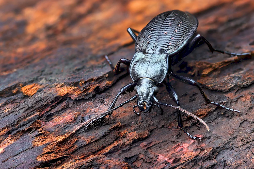 Black beetle Francavilla beetle