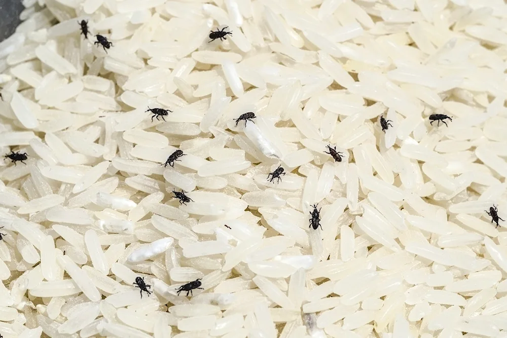 Weevil weevil beetles in grits