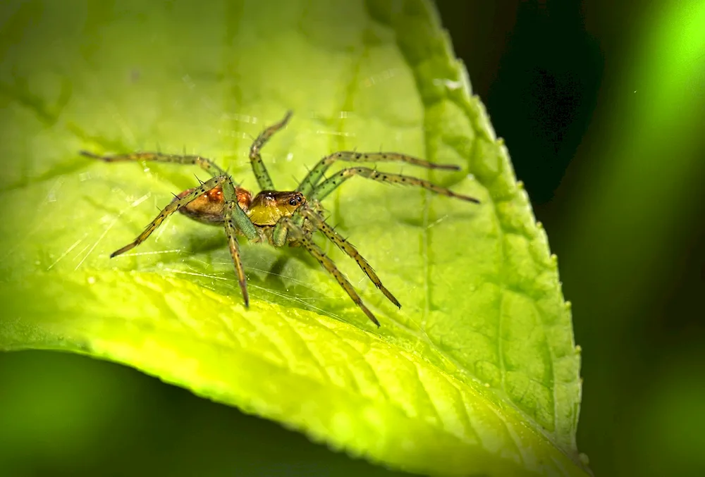 Insects and spiders