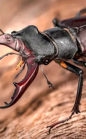 Stag Beetle Lucanus Cervus